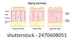 Aging process. Comparison of Young, Adults and aged skin. Collagen, Elastin, Hyaluronic acid and fibroblasts in younger and older skin. age-related changes in the skin when Collagen fibers atrophy