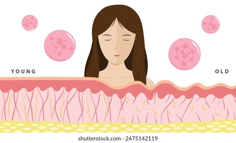 Aging process. comparison of young and aged skin. collagen, elastin and fibroblasts in younger and older skin. flat vector 2d illustration. skincare elements