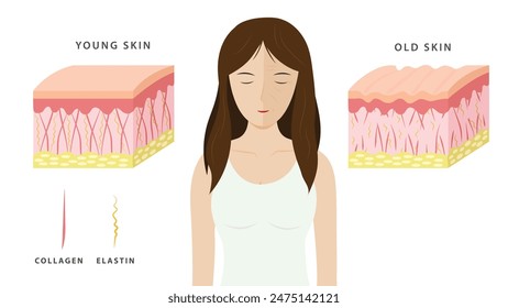 Aging process. comparison of young and aged skin. collagen, elastin and fibroblasts in younger and older skin. flat vector 2d illustration. Concept skin care cosmetics solution.