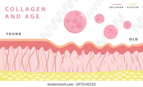 Aging process. comparison of young and aged skin. collagen, elastin and fibroblasts in younger and older skin. flat vector 2d illustration. Concept skin care cosmetics solution.