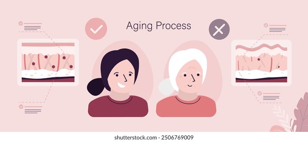 Aging process, faces of young and old women. skin aging infographic. Young skin is strong with collagen. Comparison, Faces with two skin types - aged and young. flat vector illustration