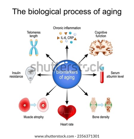 aging process. Frailty Biomarkers. Cellular senescence. Epigenetic clocks. Vector diagram