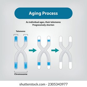 Aging Process, As individual ages, their telomeres Progressively shorten