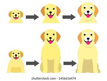 aging process of Labrador Retreiver