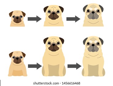 aging process of Pug dog