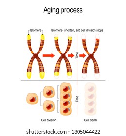 Aging process. A telomere located at the ends of chromosomes. Each time a cell divides, the telomeres become shorter. vector for medical, educational, biologycal and science use