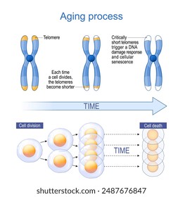 Proceso de envejecimiento y telómeros. Senescencia celular. Biomarcadores de envejecimiento. Mecanismos de Envejecimiento Celular. diagrama de Vector