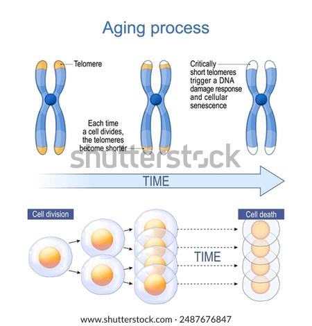 Aging Process and  Telomeres. Cellular Senescence. Aging Biomarkers. Cellular Aging Mechanisms. Vector diagram