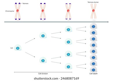 Proceso de envejecimiento. Los telómeros de los cromosomas comienzan a acortarse. Junto con la división celular desde el principio hasta que la división celular se detiene.