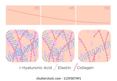 Aging Skin Level Vector / Hyaluronic Acid / Elastin / Collagen