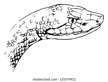 Agkistrodon contortrix - the copperhead snake