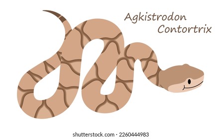 Agkistrodon Contortrix cute animal in colorful cartoon style isolated on white background. Vector graphics. Also known as the eastern copperhead snake, is a venomous type of viper snake 