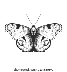 Aglais Io, European peacock, butterfly. Highly detailed vector hand drawn illustration.