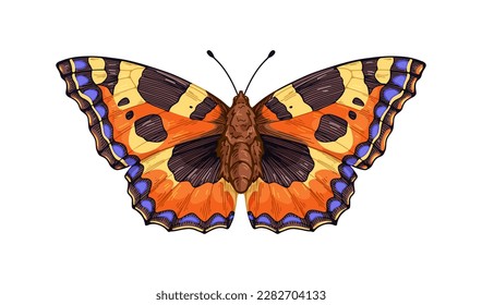 Aglais urticae butterfly, moth species in vintage style. Small tortoiseshell insect with antenna, colorful spotted wings. Realistic retro drawing. Vector illustration isolated on white background