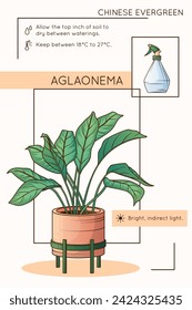 Diseño de infografía de cuidado de Agalonema. Ilustración vectorial de la planta de hoja perenne china y pulverizador. Planta en maceta, jardín casero, concepto de floristería.