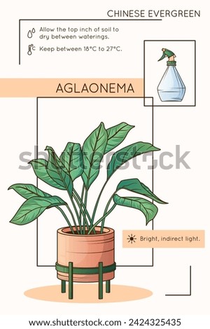 Aglaonema care infographic design. Vector illustration of chinese evergreen plant and sprayer. Potted plant, home garden, flower shop concept.
