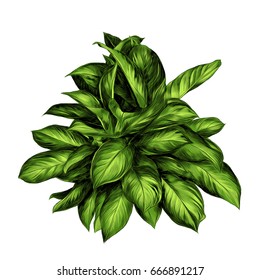 aglaonema flower sketch vector graphics color drawing of green leaves