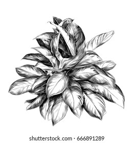 aglaonema flower sketch vector graphics black and white drawing