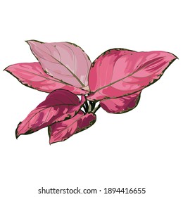 Aglaonema houseplant flower illustration, graphics color drawing of red leaves.
