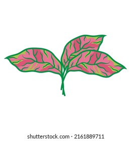aglaonema icon design template vector illustration