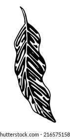 Aglaonema tropical leaf clipart. Exotic flora doodle sketch. Hand drawn vector botany illustration. Engraving style doodle isolated on white.