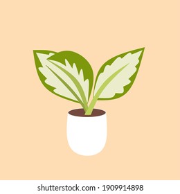Aglaonema vector illustration. Modern plant concept. Indoor. Design for infographic poster and plant shop banner. Flat style