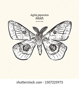 Aglia japonica Moth, hand draw sketch vector.