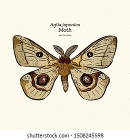 Aglia japonica Moth, hand draw sketch vector.