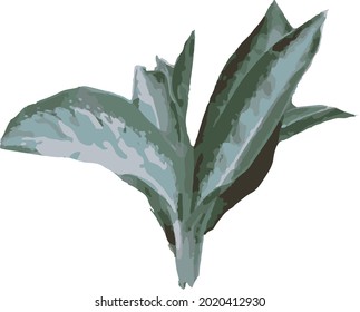 Aglonema plants to beautify the house