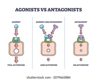 Agonists vs antagonists drugs behavior to receptor activation outline diagram. Labeled educational pharmacological compounds effect to block or stimulate body vector illustration. Pain cure or relief.