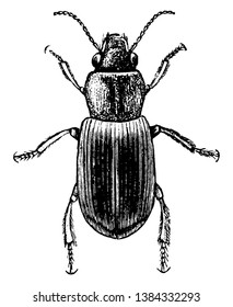 Agonoderus there is only one such seta and the mentum tooth is absent, vintage line drawing or engraving illustration.