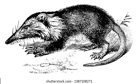 37 Solenodon Images, Stock Photos & Vectors | Shutterstock