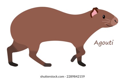 Agouti cute animal in colorful cartoon style isolated on white background. Vector graphics. This large rodents live in the forests of South America, Central America, and far southern Mexico. 