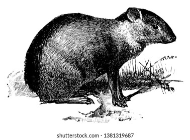 Agouti designates several rodent species of the genus Dasyprocta, vintage line drawing or engraving illustration.