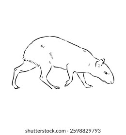 Agouti Vector Illustration Hand Drawn Animal Cartoon Art