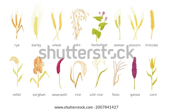 Agricultural Cereal Farm Plants Seedling Growth Stock Vector (Royalty ...