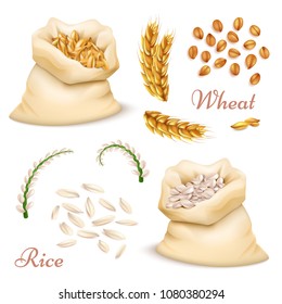 Agricultural cereals - wheat and rice isolated on white background. Vector realistic grains, ears clipart collection. Illustration of food harvest, natural farm seed