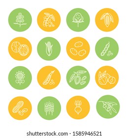 Agricultural commodities products linear icons set. Main plant products of the agro-industrial complex. Nuts, Legumes, Oil, Grain, Sugar, Coffee, Cocoa