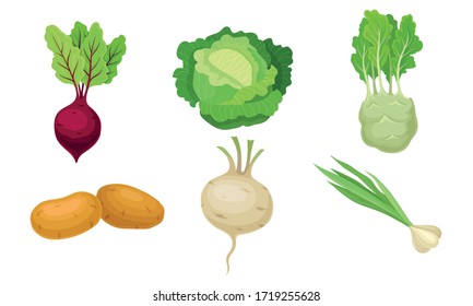 Agricultural Crops with Cabbage and Potatoes Vector Set