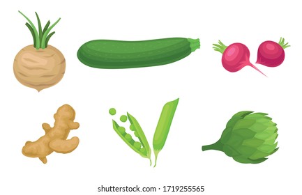 Agricultural Crops with Ginger Root and Radish Vector Set