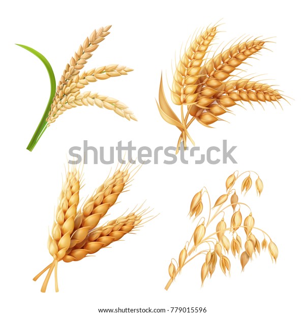米 麦 小麦 大麦ベクター画像のリアルイラストを使った農作物 のベクター画像素材 ロイヤリティフリー