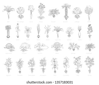 Agricultural farm plant icon set. Vector gray lines outline contour style. Beets cabbage carrots potatoes celery garlic and many other. Popular vegetables set.