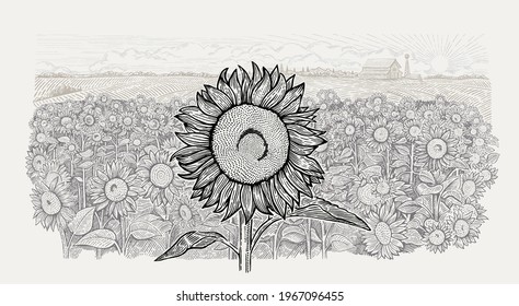 Agricultural field with a sunflowers and with the farm in the background. Vector illustration in engraving style.