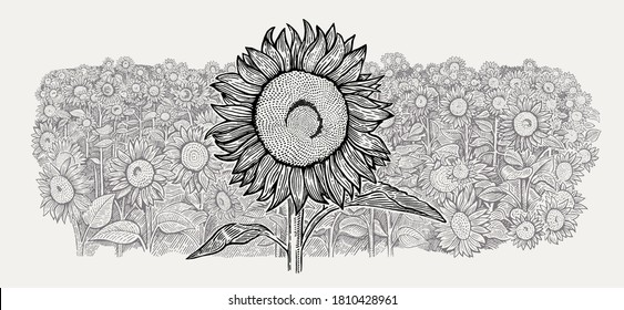 Agricultural field with a sunflowers and one large sunflower in the foreground. Vector illustration in engraving style.