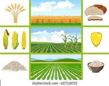 Agricultural fields - wheat, maize, rice. Vector illustrations.