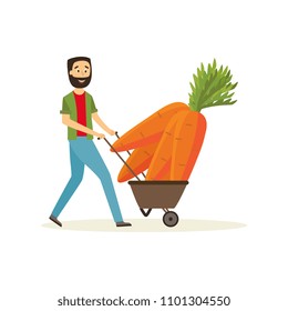 Agricultural harvest concept with happy farmer with large carrots in wheelbarrow isolated on white background - delivery of fresh healthy organic products in flat cartoon vector illustration.