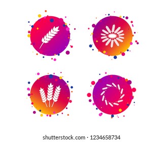 Agricultural icons. Gluten free or No gluten signs. Wreath of Wheat corn symbol. Gradient circle buttons with icons. Random dots design. Vector
