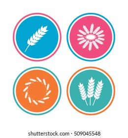 Agricultural icons. Gluten free or No gluten signs. Wreath of Wheat corn symbol. Colored circle buttons. Vector