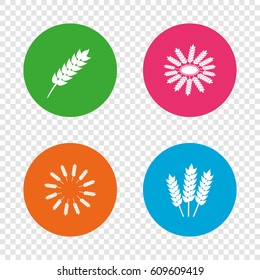 Agricultural icons. Gluten free or No gluten signs. Wreath of Wheat corn symbol. Round buttons on transparent background. Vector
