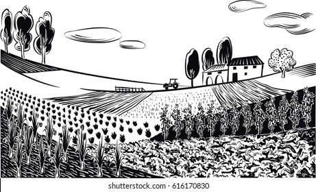 agricultural landscape, cultivated with various vegetables and grains.